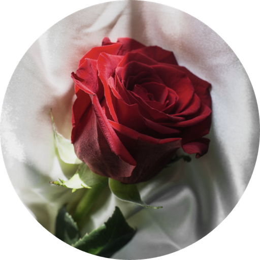 WisteriaRose's profile picture